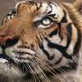 WWF: Οι πληθυσμοί των άγριων ζώων μειώθηκαν κατά 58% τα τελευταία 45 χρόνια