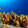 Η ευρωπαϊκή μέρα Natura 2000 μέσα από το WWF Ελλάς