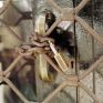 ΥΠΑΑ: Νομοσχέδιο για επαναφορά του άρθρου 44 του Πτωχευτικού Κώδικα