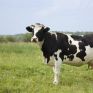 Ηλεκτρισμό από τα αέρια των αγελάδων φιλοδοξούν να παράγουν Τούρκοι μηχανικοί