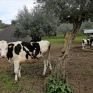 Λιγότερα ζώα θανατώθηκαν πέρυσι, λόγω μειωμένης κατανάλωσης κρεάτος