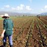 ΣΥΡΙΖ: Εκκρεμεί ο προσδιορισμός του ακριβούς ύψους των τελικών χρεώσεων των ΤΟΕΒ