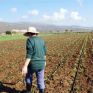 Πόσο πληρώνουν οι ευρωπαίοι αγρότες το ρεύμα και πόσο οι Έλληνες - Πώς έφτασε να είναι φθηνότερο κατά 61% από το μέσο οικιακό και απαλλαγμένο από ρυθμιζόμενες χρεώσεις