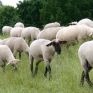 Κοντά ΔΕΗ και Proud Farmers για τη Θερμοκοιτίδα Κτηνοτρόφων - Η νέα ιδέα στην εκτροφή αιγοπροβάτων