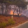 Λέσβος: Σύσκεψη για αναδάσωση της χερσονήσου της Αμαλής