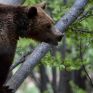 ΥΠΕΝ: Ενέργειες ύστερα από τα περιστατικά  θανάτωσης τριών αρκούδων στη Φλώρινα
