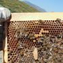 Εορδαία: Να εμπλουτιστούν οι αναπλάσεις στα ορυχεία με φυτά που θα βοηθήσουν τη μελισσοκομία
