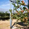 Βελτιωμένη παραγωγή ενέργειας και καλλιέργεια επιτρέπουν τα αγροβολταϊκά, σύμφωνα με νέα έρευνα