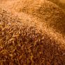 Στις 2 Δεκεμβρίου πραγματοποιείται η 5η Biomass Day, ετήσια συνάντηση του κλάδου βιομάζας