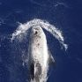Greenpeace: Απειλούμενες φάλαινες στην Ελληνική Τάφρο, όπου σχεδιάζεται εξόρυξη φυσικού αερίου