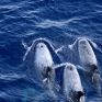Greenpeace: Η ιστορία επαναλαμβάνεται - Nέες σεισμικές έρευνες στη χώρα, με την ίδια μυστικοπάθεια