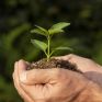 Πρωτοβουλία «75UN – 75 Trees UNAI SDG7»: Πραγματοποιήθηκε η 3η Τηλε-διάσκεψη 