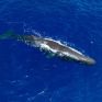 Greenpeace: Η θαλάσσια ζωή της Μεσογείου απειλείται άμεσα από τις σεισμικές έρευνες και εξορύξεις υδρογονανθράκων