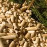 Παραγωγή pellets στην Ελλάδα και διαθέσιμη πρώτη ύλη από την δασική βιομάζα