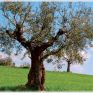 Δέντρο με οργανικά φ/β κύτταρα συλλέγει ενέργεια από το περιβάλλον