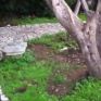 Δεν ξεριζώθηκε τελικά για καυσόξυλα η "Ελιά του Πλάτωνα"