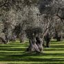 Ο αντίκτυπος της κλιματικής αλλαγής στην ελαιοκαλλιέργεια κεντρικό θέμα στο 1ο Διεθνές Συνέδριο Κέντρου Ελιάς