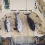Ιαπωνία: Θανάτωση φαλαινών σε προστατευόμενη θαλάσσια περιοχή;