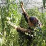 Τα βουλγαρικά θερμοκήπια ζητούν επείγουσα βοήθεια από το κράτος
