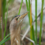 Ευρωπαϊκή Ημέρα Natura 2000: Μια γιορτή για την προστασία της φύσης
