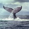 SAvE Whales: Επιστήμονες, η Κοινωνία των Πολιτών και η ελληνική κυβέρνηση θα αξιοποιήσουν την έξυπνη τεχνολογία που αποτρέπει τη σύγκρουση των φυσητήρων με διερχόμενα πλοία