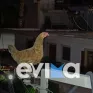 Εύβοια: Κότα ανέβηκε σε κολώνα της ΔΕΗ και εγκλωβίστηκε – Χρειάστηκε η επέμβαση εθελοντών