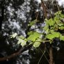 Έντονη ανησυχία από το Ecocity για το «Κλήμα Παυσανία»