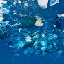 Greenpeace: Η αρχή του τέλους της ρύπανσης των θαλασσών από το πλαστικό;