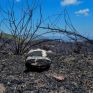Ανακοίνωση των υπουργείων ΥΠΕΝ, Υγείας και Παιδείας με αφορμή δημοσιεύματα για τις περιβαλλοντικές επιπτώσεις στο Μάτι Αττικής