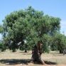 Υπολογισμός απορρόφησης CO2 από τις δενδρώδεις καλλιέργειες, μέσω του έργου LIFE ClimaTree