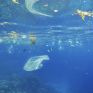 Το πρόγραμμα Clean Blue Paros, μία πρωτοβουλία της Common Seas, στηρίζει έμπρακτα τις επιχειρήσεις φιλοξενίας και εστίασης να μειώσουν το πλαστικό τους αποτύπωμα