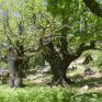 Η Principia παραδίδει 660 στρέμματα αναδασωτέας περιοχής
