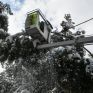 Το πάθημα της “Μήδειας” έγινε μάθημα: Ο ΔΕΔΔΗΕ δίνει 1 εκατ. ευρώ για κλάδεμα δέντρων κοντά σε καλώδια στην Αττική