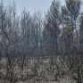 Τ. Γρηγορίου (Greenpeace): Αντιμέτωποι με έναν πλανήτη που παίρνει «φωτιά»