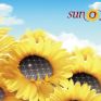 Sunowe: Παράδοση φ/β 20 MW στην Κίνα