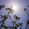 Θερμοκρασίες ρεκόρ στην Ευρώπη - Ανησυχία των επιστημόνων για τη Γροιλανδία