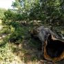 Κίνδυνος κορεσμού από CO2 για τα ευρωπαϊκά δάση