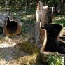 ΕΕ: Αποστολή αιτιολογημένης γνώμης στην Ελλάδα για την παράνομη υλοτόμηση