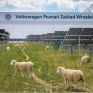 Η Volkswagen «προσλαμβάνει» πρόβατα για τη συντήρηση σε βιομηχανικούς φωτοβολταϊκούς σταθμούς της