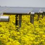 Πέρα από την παραγωγή καθαρής ενέργειας, η Lightsource bp δεσμεύεται για τη βιοποικιλότητα και τη γεωργία