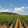 Οι εκπομπές CO2 αυξάνονται, η τροφή γίνεται λιγότερο θρεπτική;